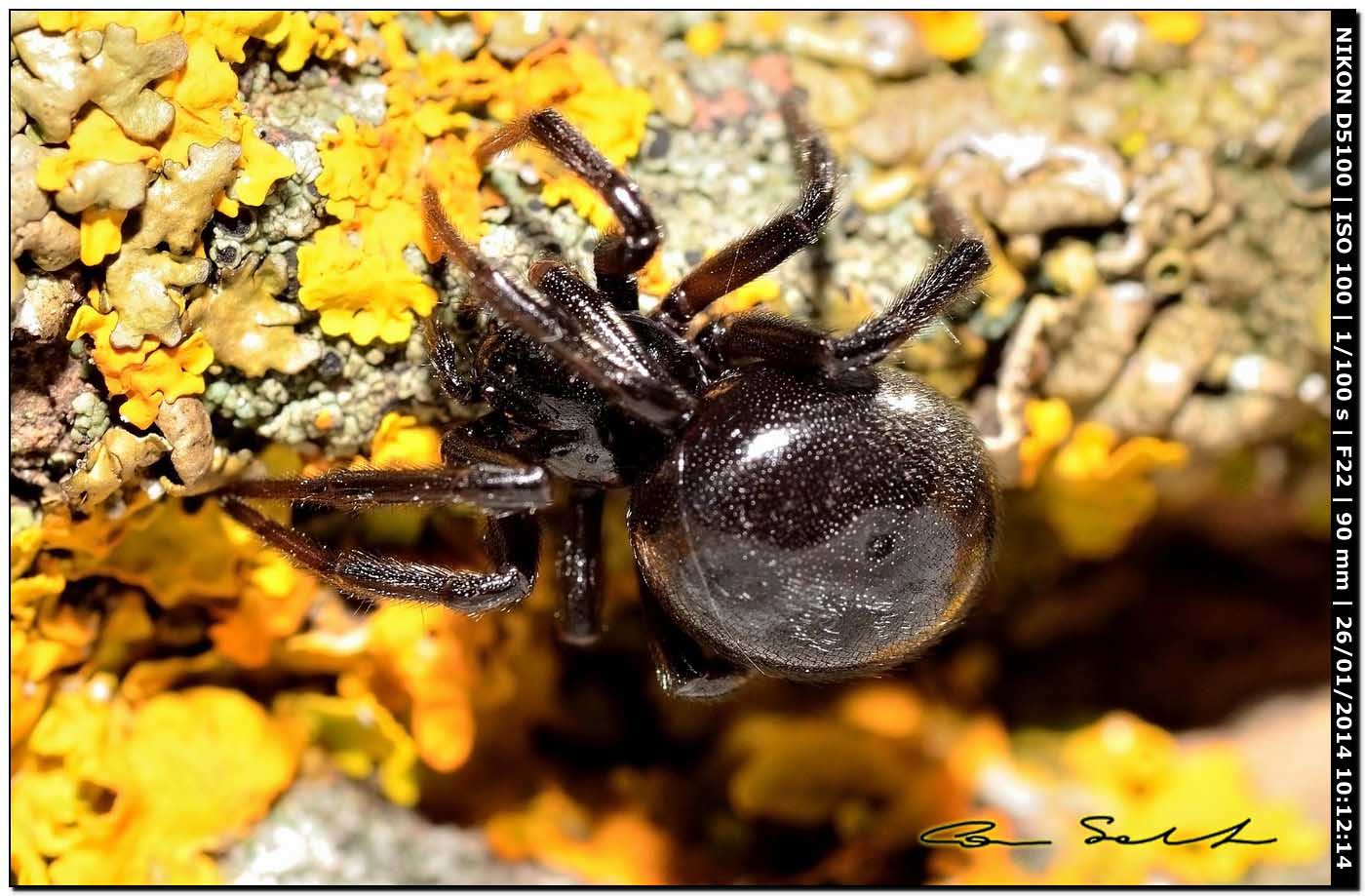 Steatoda paykulliana - Monte Santu Pedru (Alghero, SS)